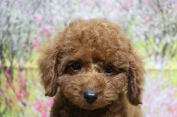 トイプードル(トイ)【千葉県・男の子・2021年11月19日・レッド】の写真「父犬遺伝子検査3項目クリア、色の濃いレッド」