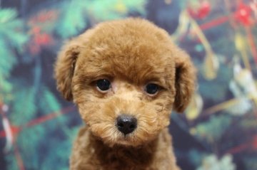 トイプードル(タイニー)【千葉県・男の子・2021年10月2日・レッド】の写真「色がとても濃いレッド、父犬遺伝子検査3項目クリア」