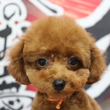 トイプードル(タイニー)【千葉県・女の子・2022年9月25日・レッド】の写真「父犬遺伝子検査3項目クリア、母犬ドワーフ足短め」