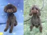 タイニープードル【千葉県・男の子・2024年7月14日・ブラウン】の写真5「画面向かって左父犬24年7月(子犬の時ではありません)、右母犬24年6月(出産3週間前)撮影」