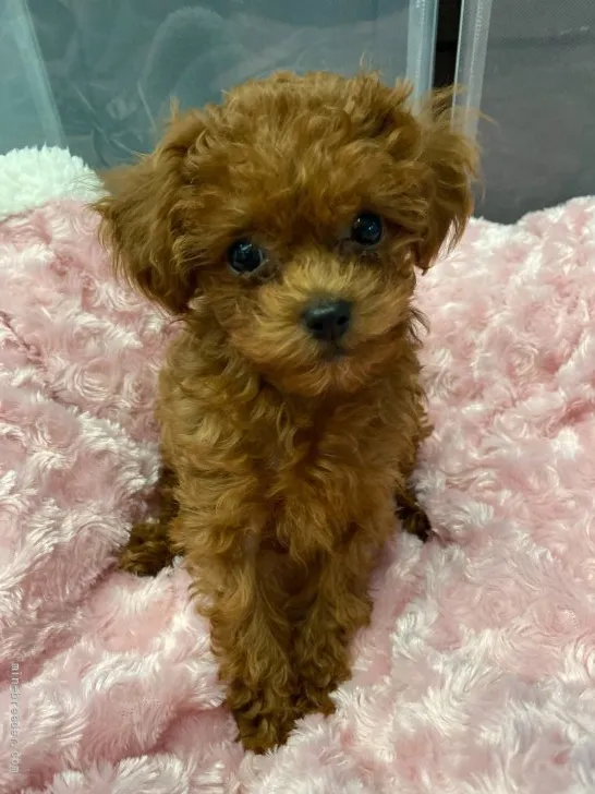 ID：2204-02833の子犬