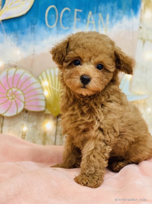 タイニープードル 福岡県 男の子 21年5月28日 レッド のんびりおっとりした性格 です 多頭飼いに適任です みんなのブリーダー 子犬id 2108 タイニープードル 福岡県 男の子 21年5月28日 レッド のんびりおっとりした性格 です 多頭飼いに適任です みんなのブリーダー 子犬id 2108