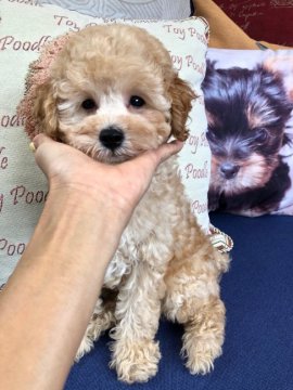 トイプードル(タイニー)【福岡県・男の子・2019年5月26日・クリーム】の写真「おっとりした男の子」