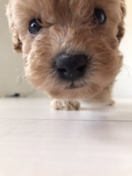 トイプードル(タイニー)【福岡県・男の子・2020年9月12日・アプリコット】の写真「性格はとても穏やかで優しい性格です。」