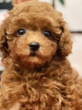 トイプードル(ティーカップ)【福岡県・女の子・2019年10月28日・レッド】の写真「両親共にPRAクリア‼︎濃いレッドの女の子です」