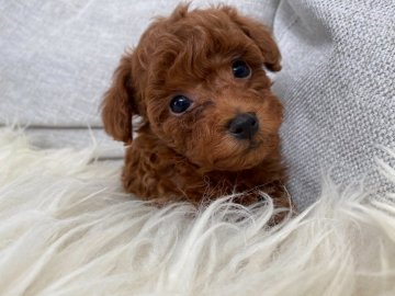 トイプードル(ティーカップ)【福岡県・男の子・2021年1月23日・レッド】の写真「人が大好きな甘えん坊君です。PRAクリア」