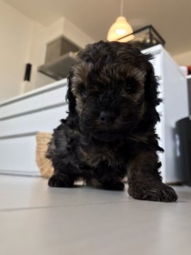 トイプードル(タイニー)【福岡県・女の子・2020年9月12日・ブラックタン】の写真「初めて産まれたブラックタンです」