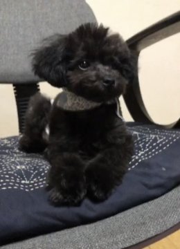 トイプードル(ティーカップ)【福岡県・女の子・2021年11月24日・ブラック】の写真「ツンデレの女の子❤よく食べ、よく遊び可愛い子です」