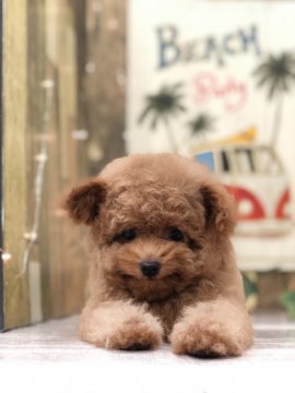 トイプードル(ティーカップ)【福岡県・女の子・2020年6月13日・アプリ】の写真「人懐っこいとても可愛い子です」