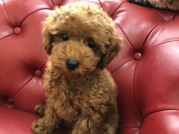 トイプードル(タイニー)【福岡県・男の子・2018年3月17日・レッド】の写真「とても人懐こい可愛らしい子です」