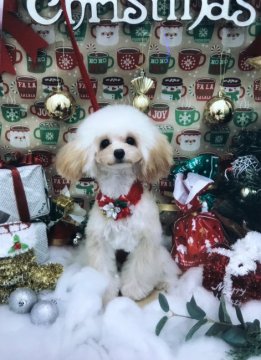 トイプードル(ティーカップ)【福岡県・女の子・2017年5月24日・クリーム】の写真「Tサイズ女の子★本日から三日間のみXmasセール」