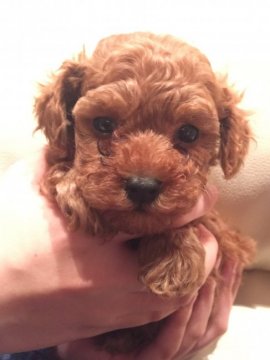 トイプードル(ティーカップ)【福岡県・男の子・2018年1月22日・レッド】の写真「PRA発症しません。」