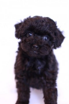 トイプードル(ティーカップ)【福岡県・男の子・2017年5月24日・ブラック(ブルー)】の写真「目がくりくりしていて、イケメンです」