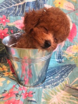 トイプードル(ティーカップ)【福岡県・男の子・2019年3月22日・レッド】の写真「あんずベビーの長男 ママはセラピードックです」