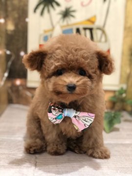 トイプードル(ティーカップ)【福岡県・女の子・2020年6月13日・アプリコット】の写真「『お値段を大幅に下げました』
両親共PRAクリア」