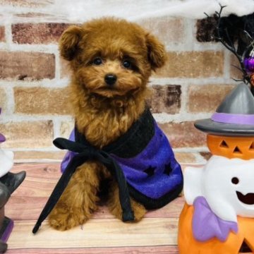 トイプードル(ティーカップ)【福岡県・男の子・2023年7月26日・レッド】の写真「足が短く、ショートバックで好奇心旺盛で元気‼️」