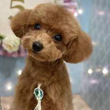 トイプードル(ティーカップ)【福岡県・男の子・2022年2月22日・レッド】の写真「元気いっぱい食欲旺盛なイケメン男子❤️」