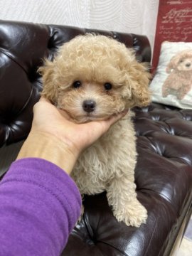 トイプードル(タイニー)【福岡県・女の子・2022年8月27日・アプリコット】の写真「毛量が多過ぎてトイプーというよりもポメに見えます」