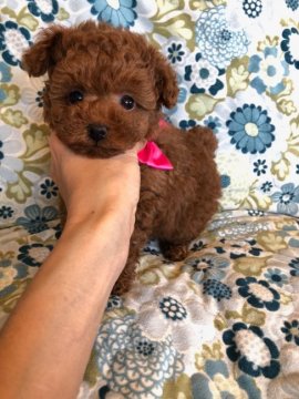 トイプードル(ティーカップ)【福岡県・女の子・2018年1月12日・レッド】の写真「お顔が可愛いく、小さくて丸々した骨太な子犬です。」