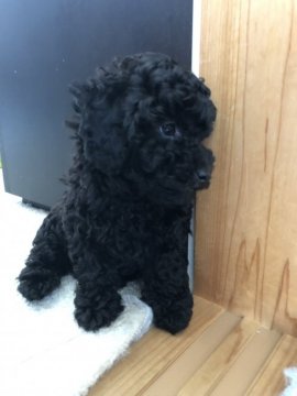 トイプードル(タイニー)【福岡県・男の子・2019年5月20日・シルバー】の写真「甘えん坊で、いつもくっついていたいタイプです。」