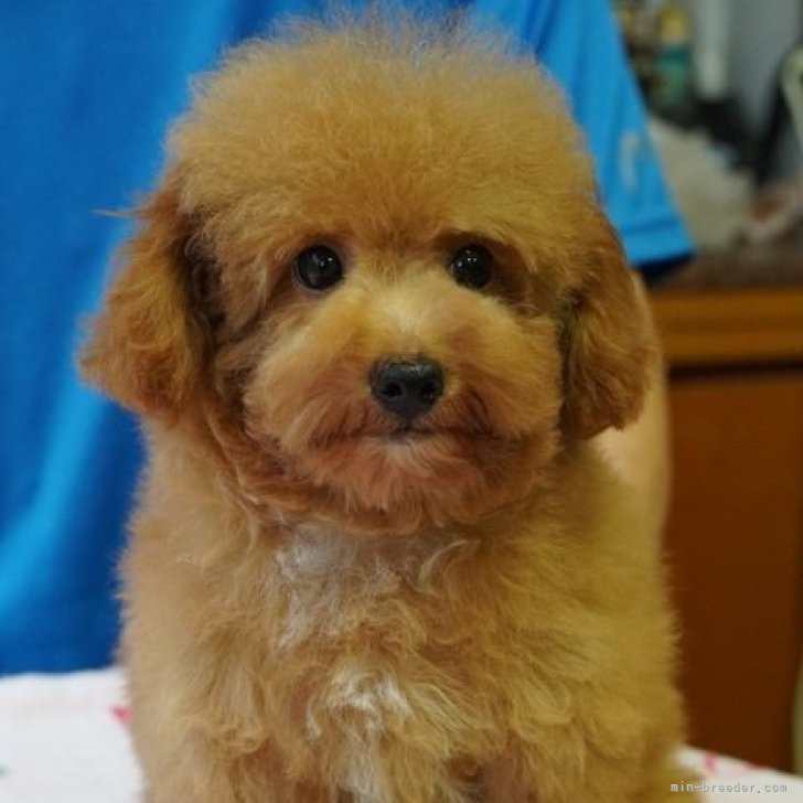 ブリーダー画像