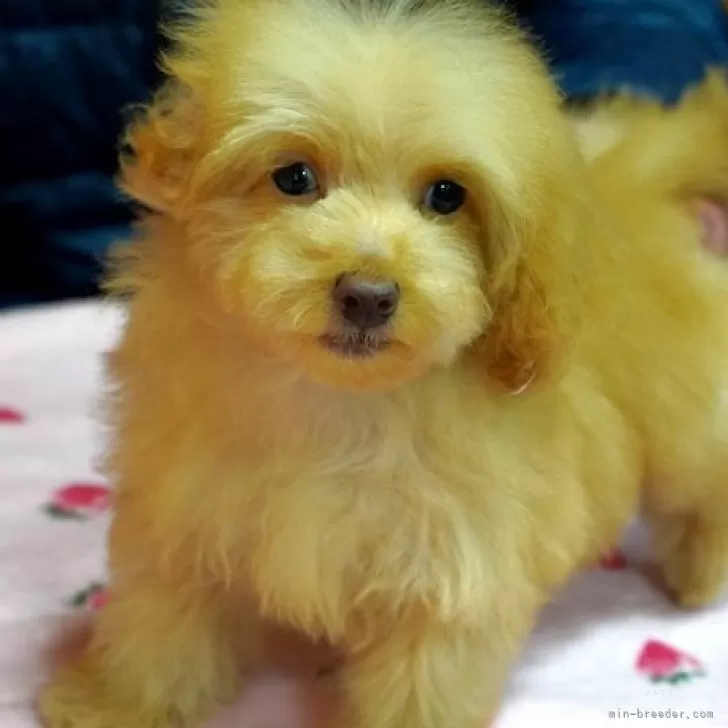 ID:2501-05327の子犬