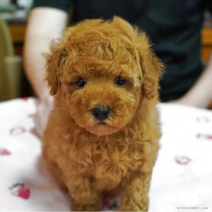 ID:2506-04924の子犬