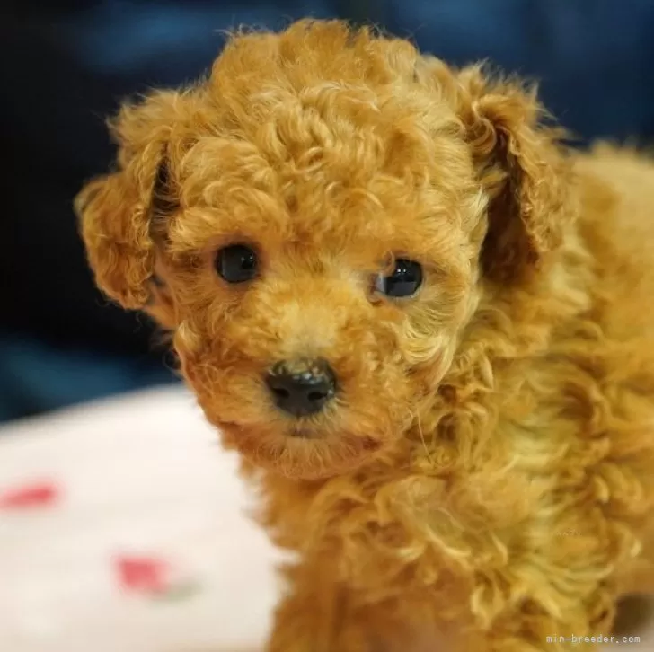 H.G 様のお迎えした子犬