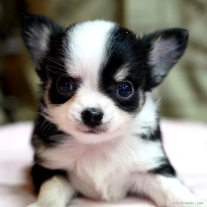 ID:2503-01876の子犬