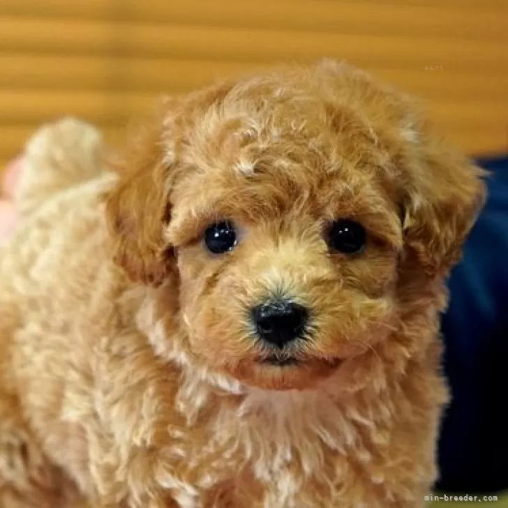 ID:2503-04002の子犬