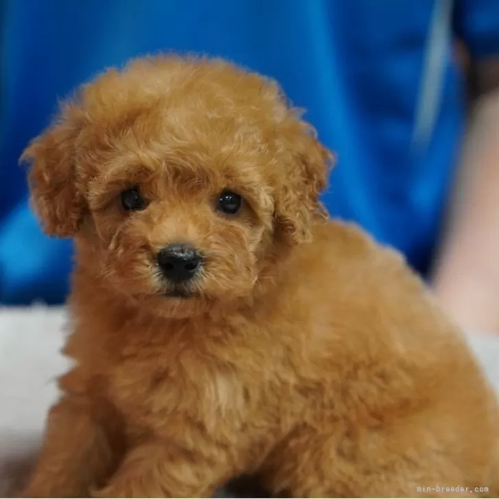 ID：2510-04442の子犬