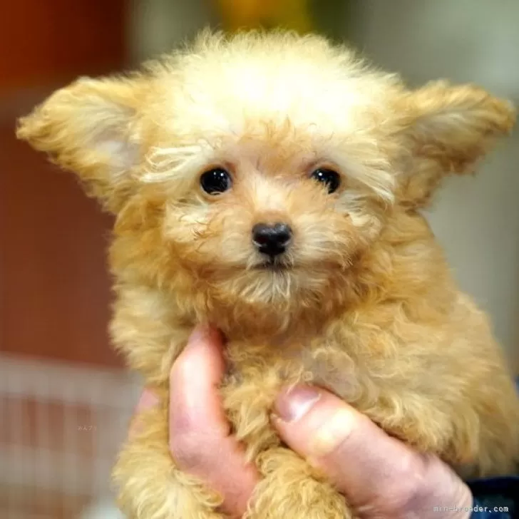 まどか 様のお迎えした子犬