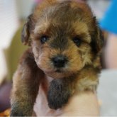 トイプードル(トイ)