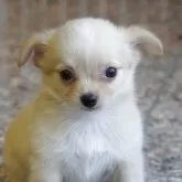 チワワ(ロング)