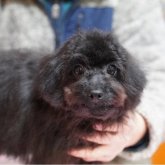 ミックス(チワマル×トイプードル)