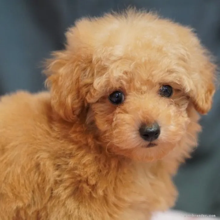 ID：2301-04076の子犬