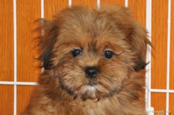 ID：1812-02361の子犬