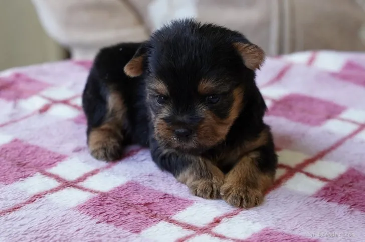 ID:2112-00558の子犬
