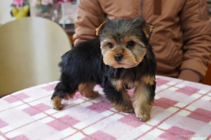 N.S 様のお迎えした子犬