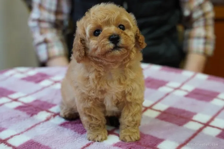 M.H 様のお迎えした子犬