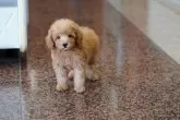 トイプードル(トイ)【愛媛県・男の子・2024年5月21日・アプリコット】の写真3