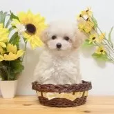 ティーカッププードル