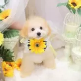 タイニープードル