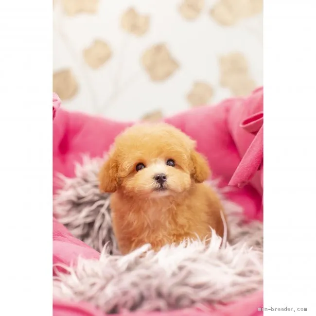 Y.T 様のお迎えした子犬