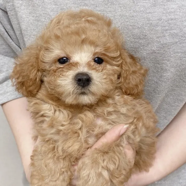 ID：2310-01526の子犬