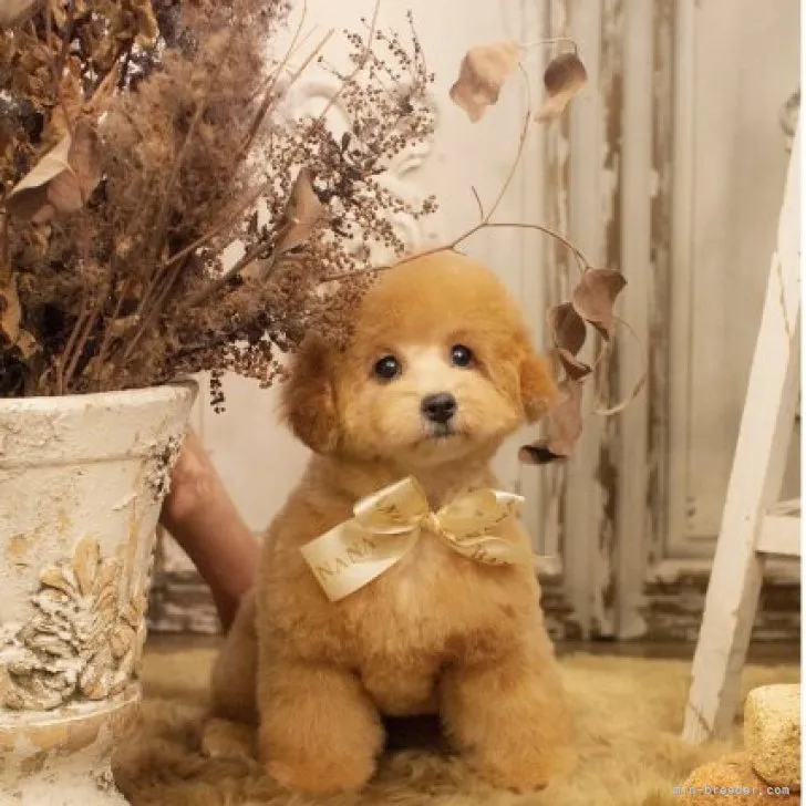 ID:2211-00700の子犬