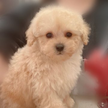 トイプードル(ティーカップ)【岡山県・男の子・2023年12月24日・クリーム】の写真「🧸小さいサイズ可愛い子🤎」