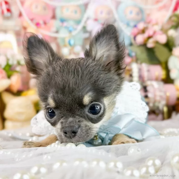 チワワ(ロング)【福岡県・男の子・2025年7月29日・ブルータン】の写真1