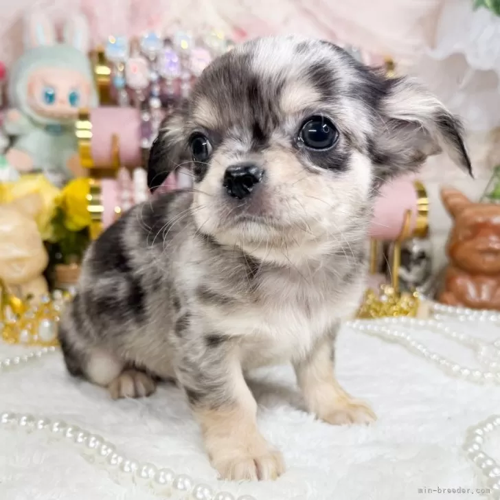 ID：2501-02368の子犬
