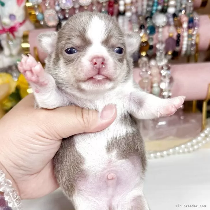ID：2503-08210の子犬